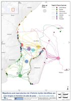 Migration des tortues vertes