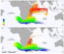 Modélisation de la dispersion larvaire